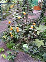 Lantana - Lantana camara (fam Verbenacee) (Amerique tropicale) (00) (Photo F. Mrugala)